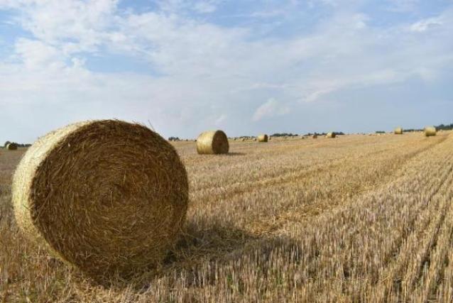 В агрохолдинге «ДолговГрупп» завершена уборочная кампания зерновых культур