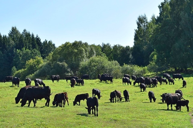  «ДолговГрупп» получил статус племенного репродуктора абердин-ангусской породы